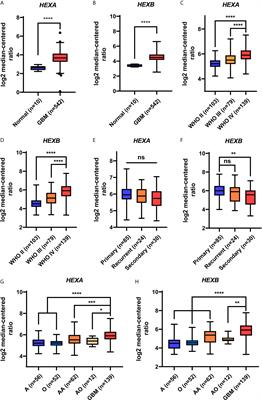 Microglia-Specific Expression of HEXA and HEXB Leads to Poor Prognosis in Glioblastoma Patients